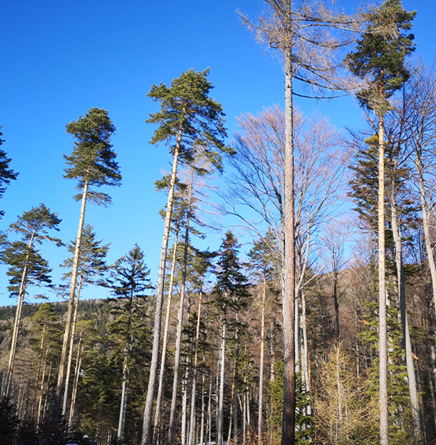 Lebensraum Wald